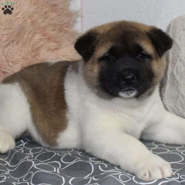 Louie, Akita Puppy